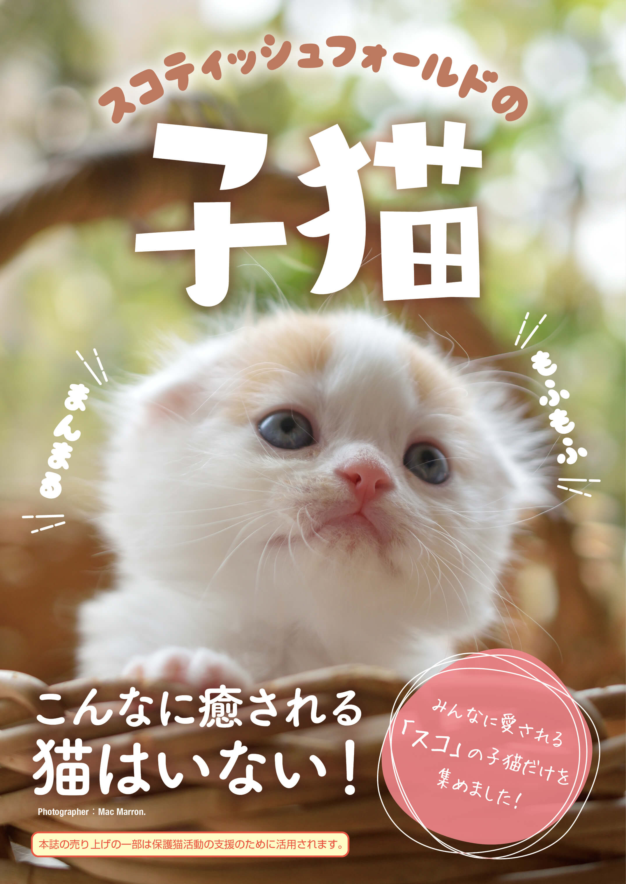 スコティッシュフォールドの子猫